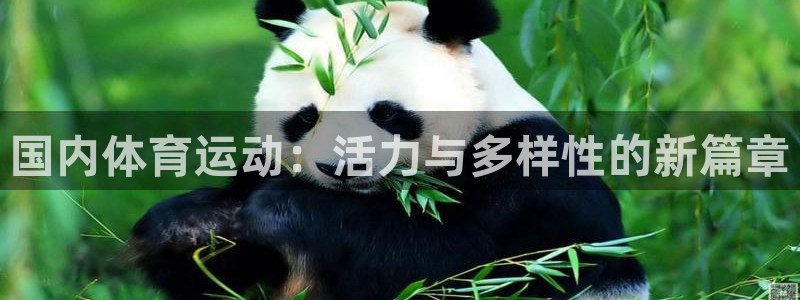 国内体育运动：活力与多样性的新篇章